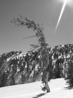 2006 02-Lake Tahoe BW Scenery 2